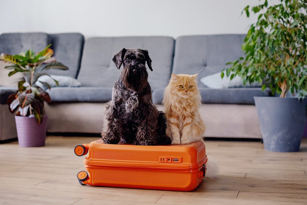 Travel concept with funny dog and cat sitting on suitcase.